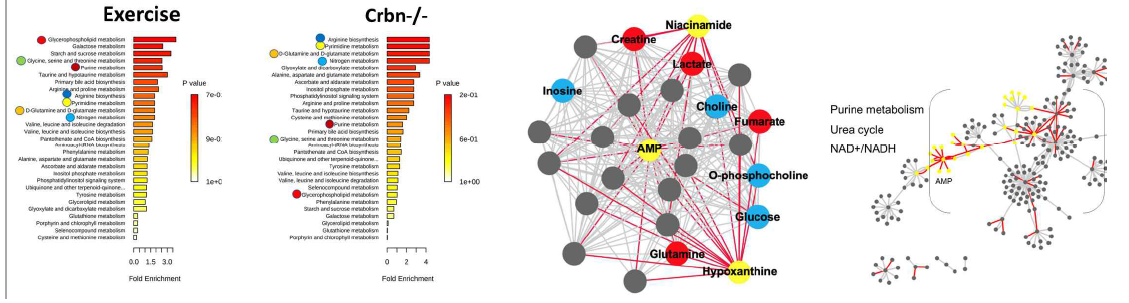 운동 및 CRBN-/- 생쥐 심장 대사체 분석