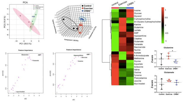 운동 및 CRBN-/- 생쥐 심장 대사체의 다변량 분석. 글루탐산 대사체가 유사함 유사함