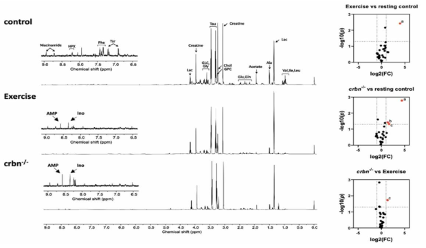 운동 및 CRBN-/- 생쥐의 대사체 패턴 비교. a, AMP; b, hypoxanthine; c, glucose