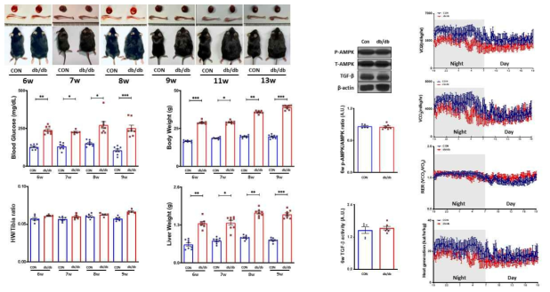 당뇨병성 심근병증 생쥐 모델 확립. 6-13주령 표현형, 6주령 대사 단백질, 대사 프로파일링