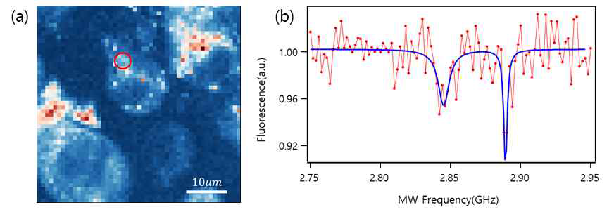 (a) 살아있는 3T3 세포 내 나노 다이아몬드 공초점 형광 이미지 (b) 세포 내 나노 다이아몬드의 NV 센터로부터 측정한 ODMR