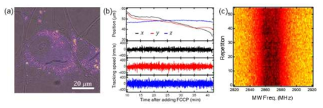 살아있는 세포 내 나노다이아몬드 위치 추적 및 ESR 동시 측정. (a) 세포 형광 이미지. (b) 실시간 나노다이아몬드 추적 위치 및 속도. (c) 추적된 나노다이아몬드의 ESR 시리즈
