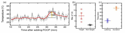 (a) FCCP 처리 후 시간에 따른 미토콘드리아 온도변화 곡선. (b) FCCP 자극에 대한 온도상승 정도와 (c) 반응 지연시간 및 지속시간에 대한 통계적 결과