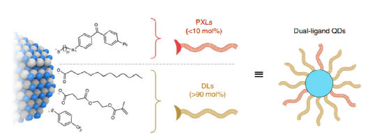 이중 리간드 양자점의 개략도. 1~10 mol%의 photocrosslinkable ligands (PXLs)을 첨가하면 QD 필름은 자외선 조사 시 가교가 가능함. Dispersing ligands (DLs) (>90 mol%)은 QD의 용해도를 결정함