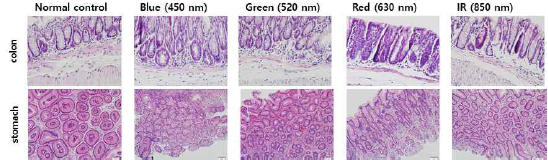 광치료 파장의 안전성 확인을 위한 파장별 대장 및 위점막 H&E 염색 결과