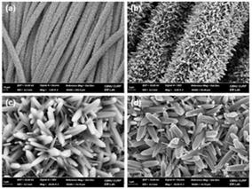 SEM images of TiO2/CC sample fabricated by hydrothermal reaction at 160℃