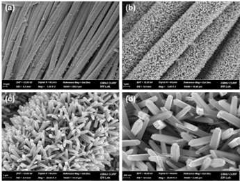 SEM images of TiO2/CC sample fabricated by hydrothermal reaction at 180 ℃
