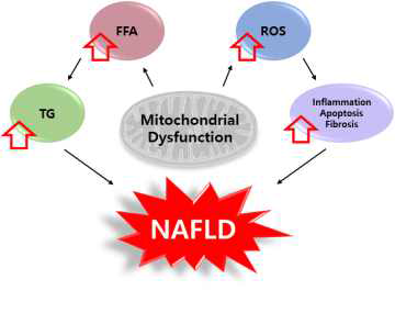 미토콘드리아와 비알코올성 지방간