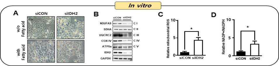 IDH2 결핍은 미토콘드리아 기능 부전을 유발하며, 지방 축적을 유도함