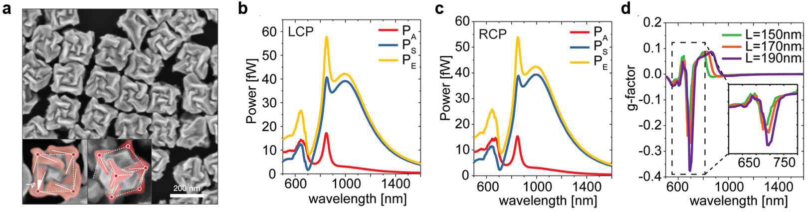 a 아미노산과 펩타이드를 이용해 카이랄 특성을 갖도록 합성된 금 나노파티클의 SEM 사진. b, c 좌, 우 원편광 입사광에 대해 시뮬레이션한 흡수 (PA) 및 산란 (PS) 스펙트럼과 이로부터 계산된 흡광 (PE) 스펙트럼 d 나노파티클의 LSPR 파장 대역에서 극대화된 원편광 이색성. 음수 값은 좌원편 광에 비해 우원편광 하에서 더 많은 산란이 발생함을 보임.