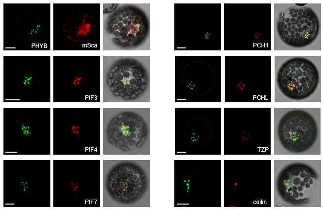 protoplast를 사용한 포토바디 구 성요소 검증. phyB는 GFP에 연결되어 있 고, 검증하고자 하는 후보 단백질은 mScarlet이 연결되어 있다. 공초점현미경 을 사용하여 관찰하였다. 이미지에서 coilin은 포토바디와 무관하게 핵에서 바디를 만든다고 알려 진 단백질이다