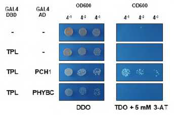 TPL이 phyB와는 결합하지 못하지 만 PCH1과는 결합한다는 yeast two hybrid assay. DDO는 double dropout 배 지를 나타내고 TDO는 triple dropout 배지 를 나타낸다. 3-AT는 3-aminotriazole을 나 타낸다