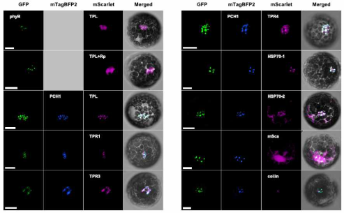 포토바디를 형성하는데 PCH1이 필요한 단백질들. phyB는 GFP, PCH1은 mBFP, 그리고 후 보 단백질들은 mScarlet이 fusion되어 있다