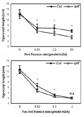 다양한 fluence rates의 red light과 far-red light하에서 tpl/tpr1/tpr4 (tplT)의 hypocotyl 길이 변화