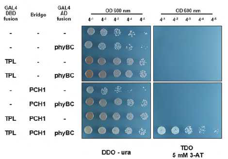 TPL이 PCH1이라는 bridge를 통해 phyB와 결합한다는 것을 보여주는 yeast three hybrid assay. 기호는 (그림 6)과 같다