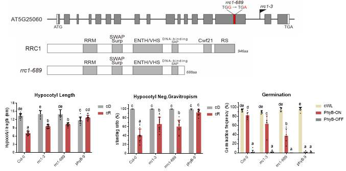 EMS27 유발 유전자 규명. RRC1 유전자의 genomic structure와 EMS27에 존재하는 돌 연변이 allele인 rrc1-689와 T-DNA insertion line인 rrc1-3가 표시되어있다. 그리고 그 아래에는 RRC1 단백질과 도메인, 그리고 rrc1-689 allele에서 만들어질수 있는 잠재적인 단백질이 표시되어 있다. 마지막 그래프는 Col background에서 rrc1-689와 rrc1-3 돌연변이체 형질들이다