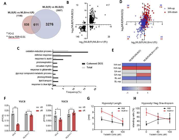 MLB/rrc1에 대한 전사체 분석 및 증가된 옥신신호전달. (A) RRC1에 의해조절되는 유전 자를 보여주는 벤다이어그램. 괄호안의 R은 red light에서 키운 식물에서 분석한 전사체를 나태내 고 D는 dark에서 키운 식물체에서 뽑은 전사체를 나타낸다. (B) 겹치는 611개 유전자들이 같은 발현 방향성을 가졌다는 것을 보여주는 dot plot. (C) 같은 발현방향을 갖는 유전자들을 사용한 GO 분석. 옥신반응이나 생체리듬 유전자군이 enrich되어 있다. (D) 옥신에 의해 발현이 조절되는 유전자들에 대한 dot plot. 옥신신호가 MLB/rrc1에서 증가되어 있다는 것을 보여준다. (E) 각각 의 DEG군에서 옥신을 포한한 호르몬 신호의 증감을 보여주는 GSEA. 역시 옥신신호가 MLB/rrc1 에서 증가되어 있다는 것을 보여준다. (F) MLB 라인과 MLB/rrc1 라인에서 빛에 의한 옥신 생합성 효소 유전자인 YUC8과 YUC9의 유전자 발현. MLB/rrc1에서 빛과 무관하게 옥신 생합성 유전자 발현이 증가해있다. (G, H)) 옥신 생합성 억제제인 yucasin에 의한 hypocotyl 길이신장 억제 (G) 및 음성굴지성 억제 (H). 옥신생합성을 옥제하면 MLB/rrc1의 형질이 MLB와 유사해진다