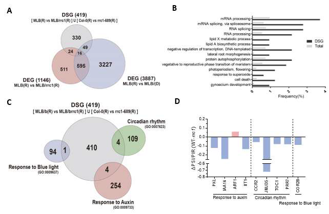 RRC1에 의해 alternative splicing이 조절되는 핵심 유전자 규명. (A) Differentially Spliced Gene (DSG)와 DEG를 비교하는 벤다이어그램. 통계적으로 유의미하게 겹치지 않는다. (B) DSG에 대한 GO 분석. DEG에 대한 GO 분석결과와 비슷하지 않다. (C) DEG의 GO 분석에서 길이 신장 조절에 관여하는 GO 소속 유전자들과 DSG를 비교하는 벤다이어그램. (D) 겹치는 유전자들 의 AS 정도를 보여주는 그래프