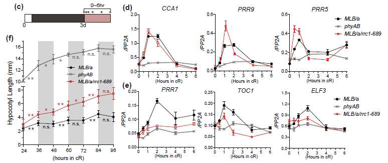 표피 특이적 파이토크롬에 의한 생체리듬의 시작 및 광반응 조절. (c) 빛 조건을 나타 내는 다이어그램. dark에서 3일간 키운 식물을 red light으로 옮긴 후 초기(*표)에 유전자 발현을 조사했다. (d) rrc1 돌연변이 무관하게 초기에 표피특이적 phyB에 의해 유도되는 생체시계 유전자 (e) rrc1 의존적으로 표피특이적 phyB에 의해 유도되는 생체시계. (f) 생체리듬을 통한 표피특이적 phyB의 광반응 조절