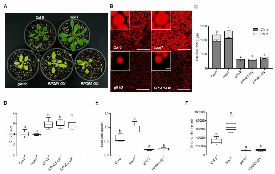 RPGE-OX와 glk1/2 돌연변이체 형 질의 유사성. (A) 생장 실에서 30일간 자란 식물 사진. RPGE1-OX 와 RPGE2-OX는 RPGE1과 RPGE2를 35S promoter에 의해 발현시킨 형질전환체이 다. glk1/2: glk1/glk2 double mutant. rpgeT: r p g e 1 / r p g e 2 / r p g e 3 triple mutant. (B) 떡잎 형 광 (autofluorescence) 이 미지. (C) 유묘 단위 무게당 엽록소 양. (D) chlorophyll a/chlorophyll b 비율. (E) 생장실에서 키운 식물체당 나오는 씨의 양 (무게) (F) 식물체당 나오는 씨의 개수. 그래프에서 서로 다른 알파벳 소 문자는 ANOVA with Tukey’s HSD post-hoc test 결과 통계적으로 유의미함을 표시