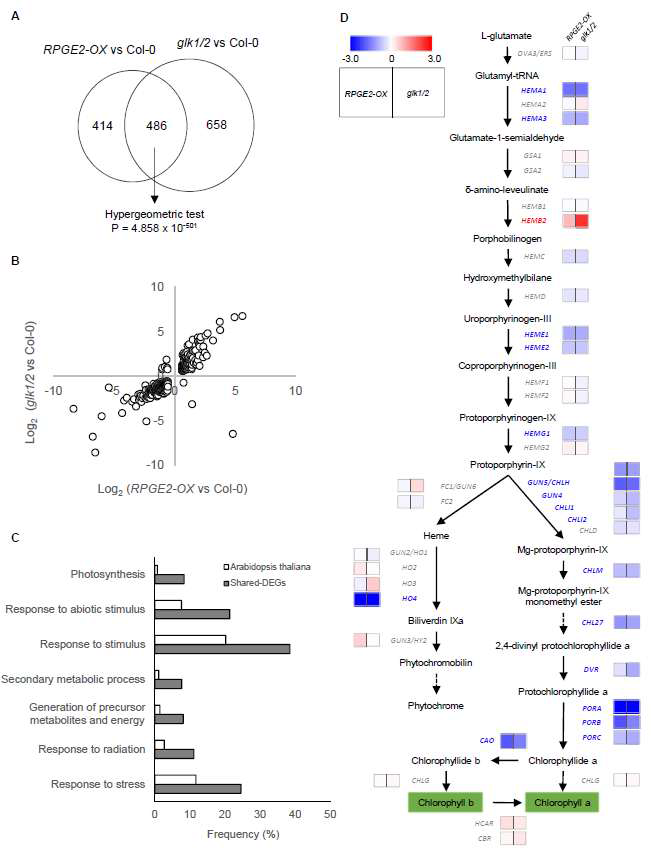 RNA-seq 분석. (A) RPGE-OX와 glk1/2의 DEG들을 비교하는 벤다이어그램. (B) 겹치는 486개 유전자들의 발현방향을 보여주는 dot plot. (C) 486개 DEG들을 사용한 GO분석 (D) 엽록소 생합성 유전자들이 발현