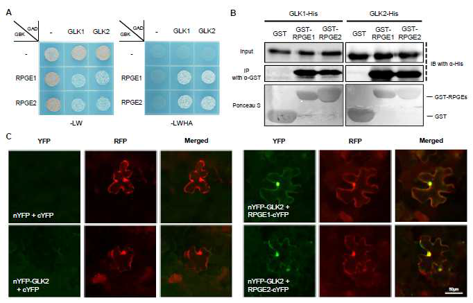 RPGE 단백질과 GLK 단백질의 결합 분석. (A) Y2H를 사용한 결합 분석 (B) 재조합 RPGE 단 백질과 GLk 단백질을 사 용한 in vitro binding assay (C) BiFC assay