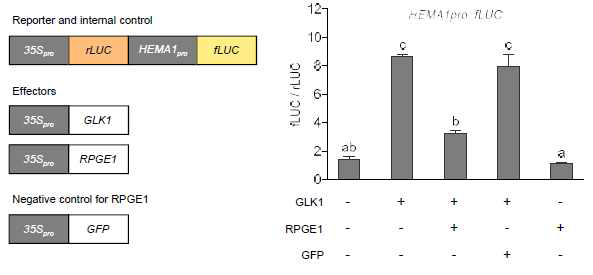 fLuciferase reporter assay. 그림에 서 왼쪽 다이어그램은 reporter 및 effector 구조를 보여준다. 오른쪽은 reporter assay 결과이다