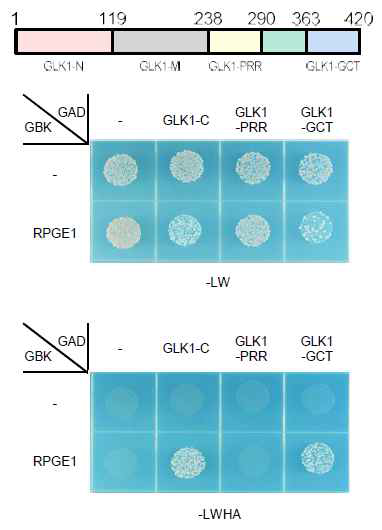 RPGE가 GLK1의 dimerization domain과 결합한다는 것을 보여주는 yeast two hybrid assay. GLK1-GCT 도메인이 dimerization 도메인이다