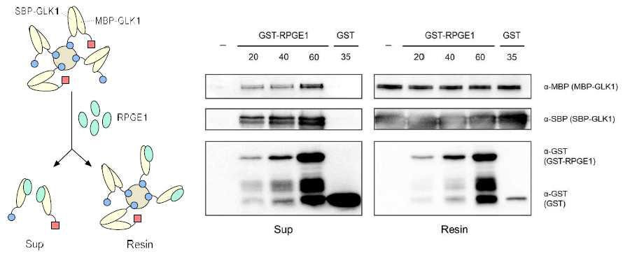 RPGE가 GLK12 dimer를 깨뜨린다는 것을 보여주는 in vitro binding assay. 왼쪽 판넬 을 실험 개념 모식도이다. 오른쪽 판넬은 in vitro binding assay후, 항체를 사용해 깨진 GLK1dimer를 검출한 결과이다