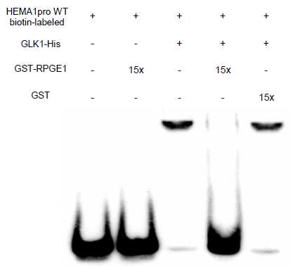 RPGE 단백질에 의한 GLK1의 DNA 결합능력 저 해를 보여주는 EMSA. DNA는 GLK1이 결합한다고 알려진 biotinylated HEMA1 promoter 조각을 사용했다