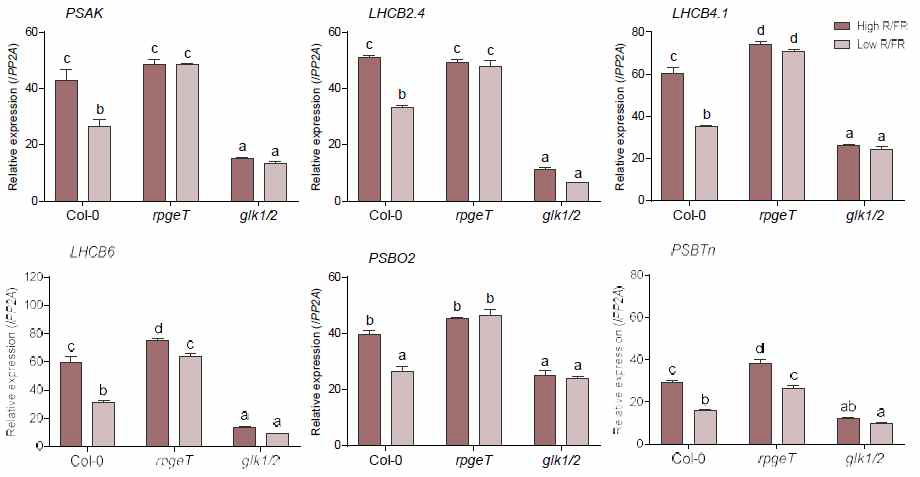 RPGE-GLK regulatory pair를 통한 shade에 의한 광합성 유전자 발현 억제. 짙은 팥색: high R/FR, 옅은 팥색: log R/FR. 그래프에서 서로 다른 알파벳 소문자는 통계적으로 유의미하게 다르다는 것을 나타낸다