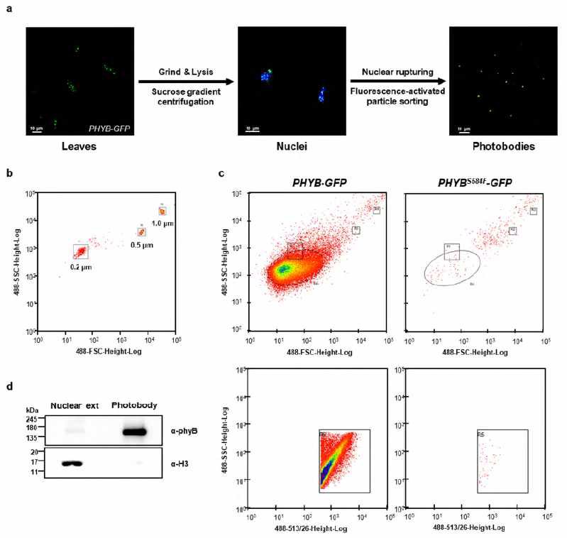 포토바디 분리 (a) 포토바디 분리 도식. FAPS 는 fluorescence activated particle sorting의 약자. (b) photobody 분리를 위한 488-FSCxSSC gate를 가늠. photobody와 optical size가 비슷한 0.2 um 형광구슬이 sorting되는 위치를 볼수 있 다. (c) 설정한 488-FSCxSSC gate와 FITC gate에서 PHYB-GFP와 PHYBS584F-GFP 의 sorting profile. (d) 포토 바디 분리 검증. 동량의 nuclear extract인 input샘플 과 포토바디 샘플을 phyB 항체와 H3 항체로 검출하였 다