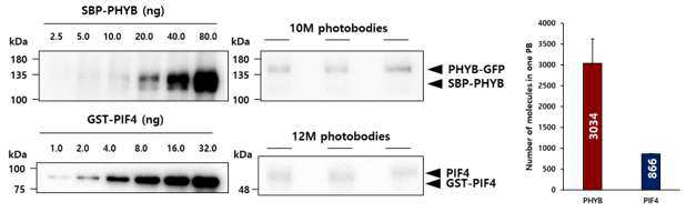 포토바디 한 개에 들어있는 phyB 분자수 측정. phyB 항체를 사용 하여 recombinant phyB 양과 비교를 통하여 개수를 측 정하였다