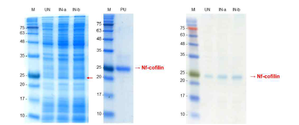 IPTG로 유도된 nf-cofilin 단백질(왼쪽)과 정제된 Nf-cofilin 단백질(PU; purified recombinant cofilin protein, 중앙), western blot을 이용한 cofilin/His-tag 과의 반응(오른쪽)