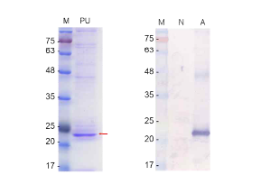 정제된 Nf-profilin 단백질(PU; purified recombinant profilin, 왼쪽), Western blot을 이용한 N. fowleri의 전 세포 추출물을 Nf-profilin 항체(A) 및 normal 마우스 항체(N)와의 반응(오른쪽)