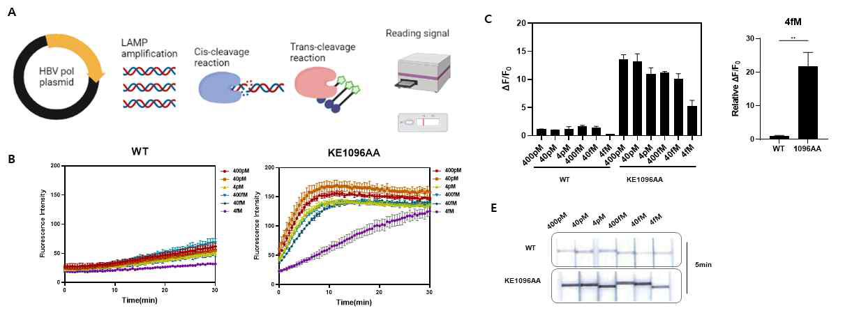 A. HBV polymerase 발현할 수 있는 plasmid DNA의 LAMP 증폭 scheme. B. 4fM-400pM 까지의 KE1096AA 의 trans-cleavage 활성 차이. C. fluorescence 변화값 그래프. E. LFA 결과값