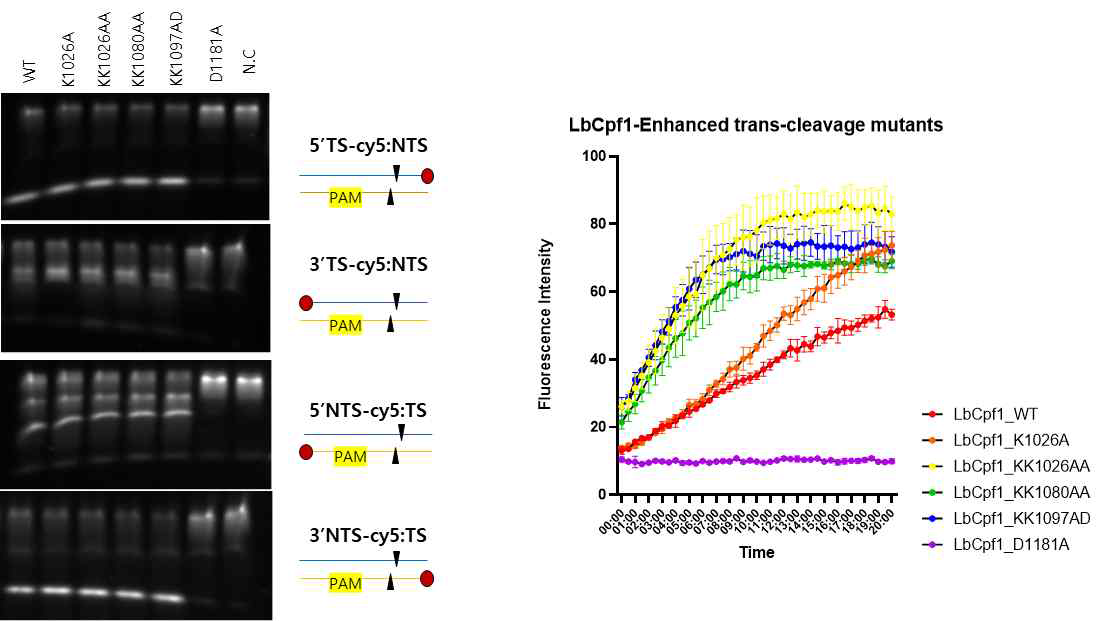 개발한 돌연변이 단백질들의 cis-cleavage assay 결과와 trans-cleavage assay 결과