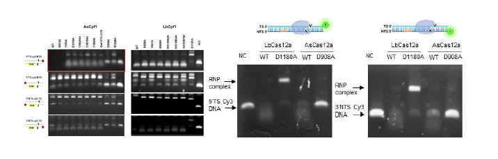 AsCas12a와 LbCas12의 DNA 결합 능력을 확인한 후 LbCas12a D1180A 단백질의 Electric Mobility Shift Assay (EMSA) 결과를 WT 과 비교