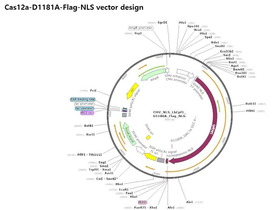 LbCas12a-D1180A를 Mammalian cell에서 발현시킬 수 있는 plasmid DNA 의 제작