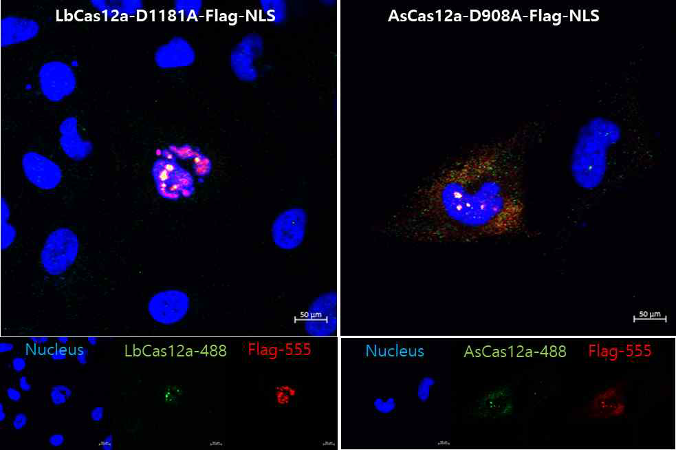 CMV-NLS-LbCas12a-D1180A-Flag-NLS 의 발현과 cellular localization 확인