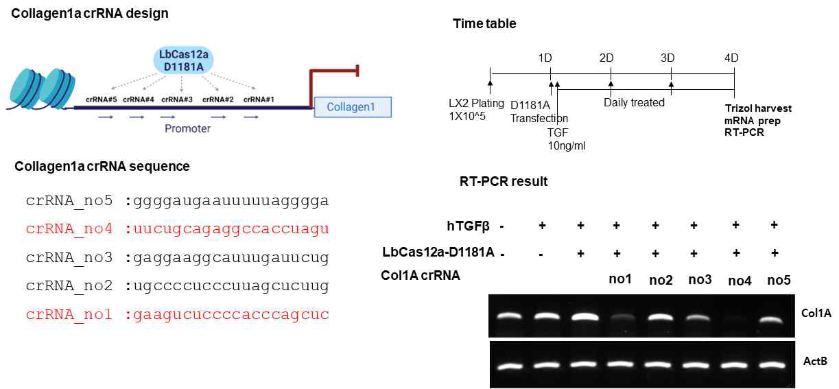 발현된 LbCas12A-D1180A 단백질의 collagen targeting crRNA 의 위치에 따른 human collagen mRNA 발현 억제 확인