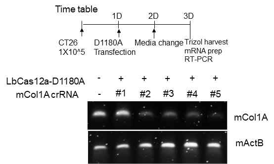 발현된 LbCas12A-D1180A 단백질의 collagen targeting crRNA 의 위치에 따른 mouse collagen mRNA 발현 억제 확인