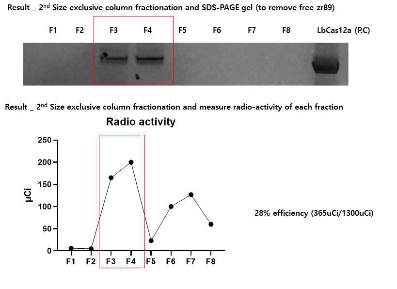 Size exclusive colmun 의 조건에 따른 단백질 존재 확인 (SDS-PAGE) 과 각 fraction 에서 의 Zr-89 동위원소 actvtity 확인