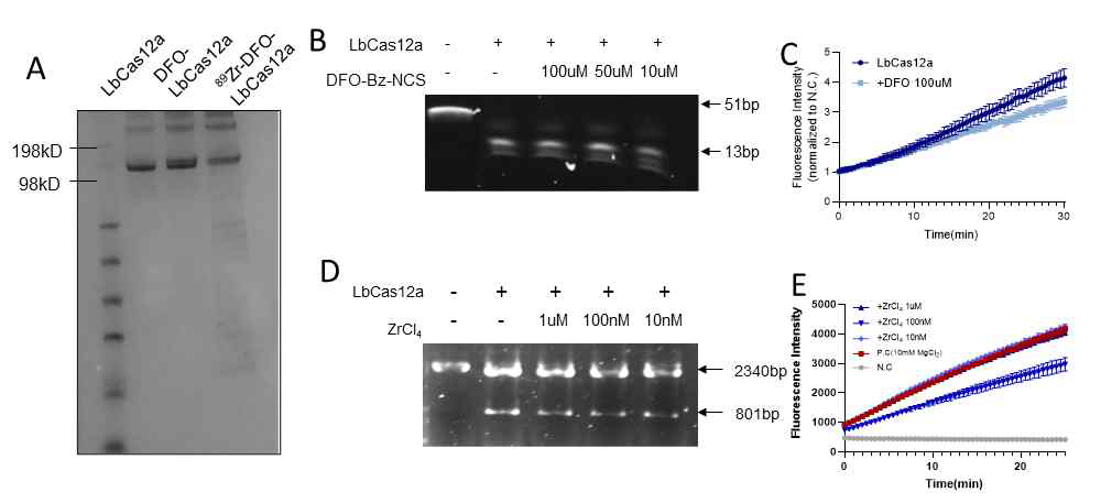 A. Zr-89 결합 후 단백질 상태를 확인한 SDS-PAGE. B. DFO-Bz-NCS 농도증가에 따른 cis-cleavage assay, C. 제일 높은 농도의 DFO-Bz-NCS 의 trans-cleavage assay. D. ZrCl4 농도 에 따른 cis-cleavage assay. E. 각 농도에 따른 trans-cleavage assay 결과.