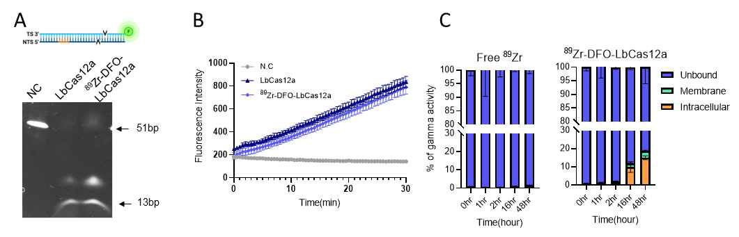 A.Zr-89 결합 후 단백질의 절단 기능을 확인한 cis-cleavage assay. B. 같은 조건의 trans-cleavage assay. C. Zr-89 conjugation 된 LbCas12a 의 cis-cleavage 기능 확인과 LX-2 세 포에 Lipofectamine을 이용하여 uptake 시킨 cell internalization assay 결과