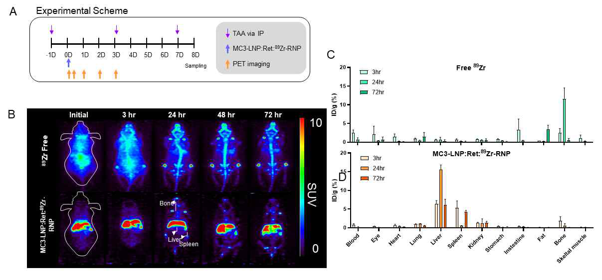 A. 동물실험 time-table. B. free zr-89 와 비교했을 때 간에 전달된 Zr-89 labelled LbCas12a-D1180A 단백질의 생체 내 분포도를 보여주는 PET 영상. C. 간 외 장기의 분포도를 보여 주는 bio-distribution data.