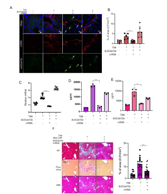 A. fibrosis marker 인 Smooth muscle actin을 염색한 IF 결과. B. A의 정량 그래프. C. 간 조직 내의 SMA mRNA 발현 확인 qPCR 데이터. D. 간 독성을 확인한 AST ELSIA E. 간 독성을 확 인한 ALT ELISA. F. 간 조직 내 콜라겐 축적을 보여주는 MT staining, Picro-sirius staining, H&E staining data 와 그 정량그래프.