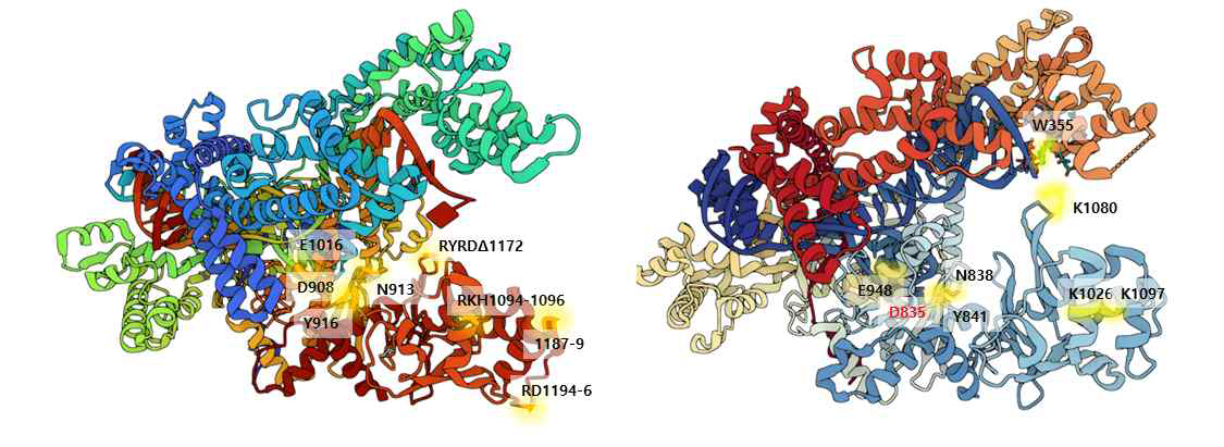 왼-AsCpf1, 오-LbCpf1 의 구조 모식도와 실행한 mutagenesis site 의 표시