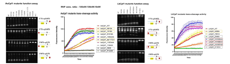 AsCpf1 과 LbCpf1 의 돌연변이의 cis-cleavage, trans-cleavage 기능 확인 결과