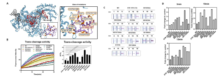 A. mutation의 위치를 나타낸 ChemDraw 그림. B. A에서 나타낸 mutation 들의 trans-cleavage 결과 kinetics와 변화 값을 나타낸 그래프. C. Lateral flow assay result. D. LFA의 정량화 그래프